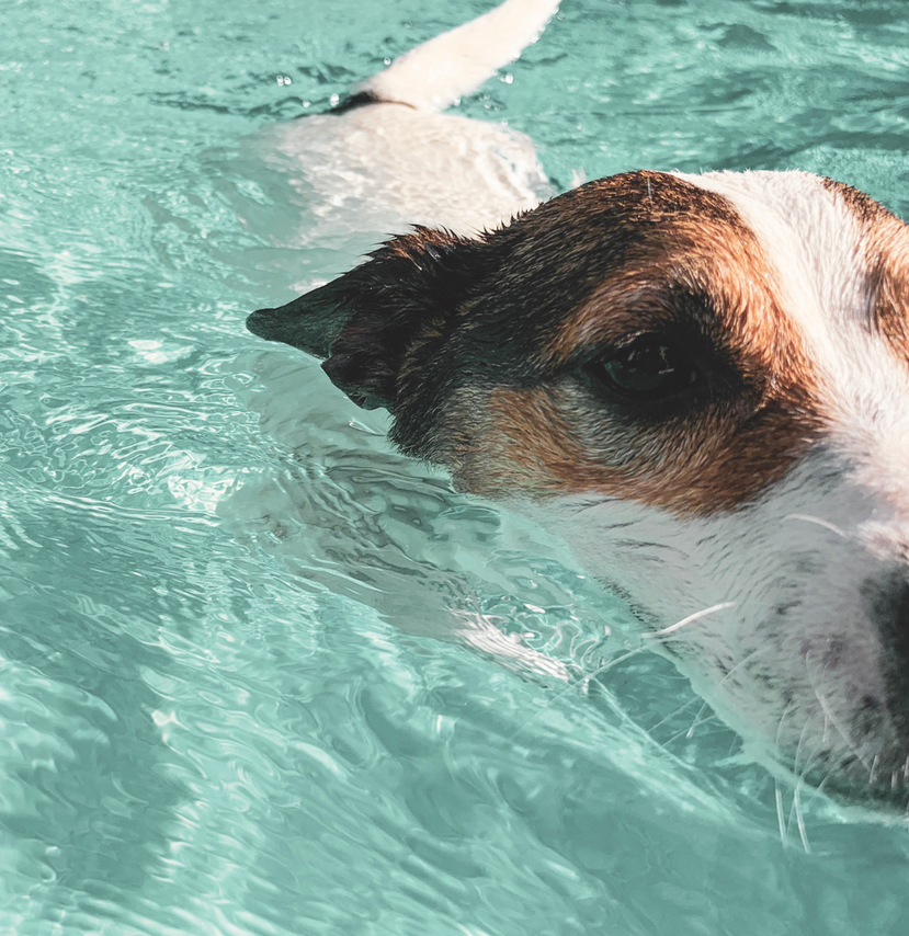 5 Ways to Keep Your Pet Safe While They Swim
