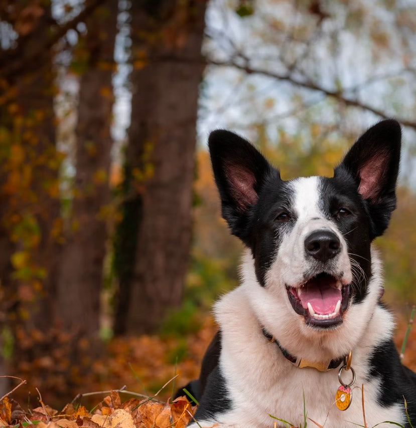 5 Tips On How To Keep Your Pets Safe On Thanksgiving