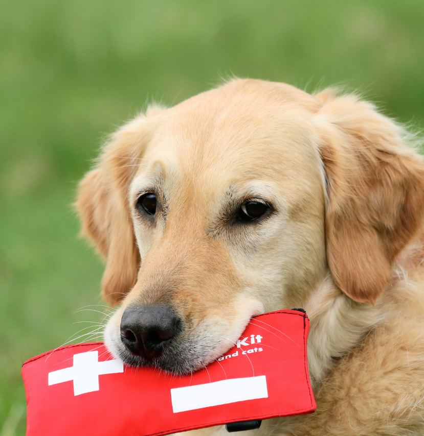 Top 5 Pet First Aid Tips