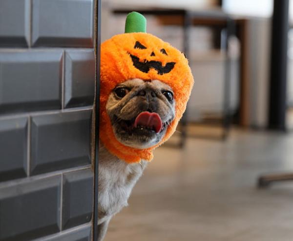 Pumpkin Palooza! Facts, Tips & Recipes for Your Pet